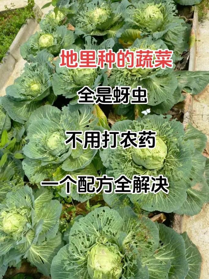 种菜除病方法_蔬菜种植杀菌技巧视频 植物种类 种菜除病方法_蔬菜种植杀菌技巧视频 种菜除病方法_蔬菜种植杀菌技巧视频 植物种类