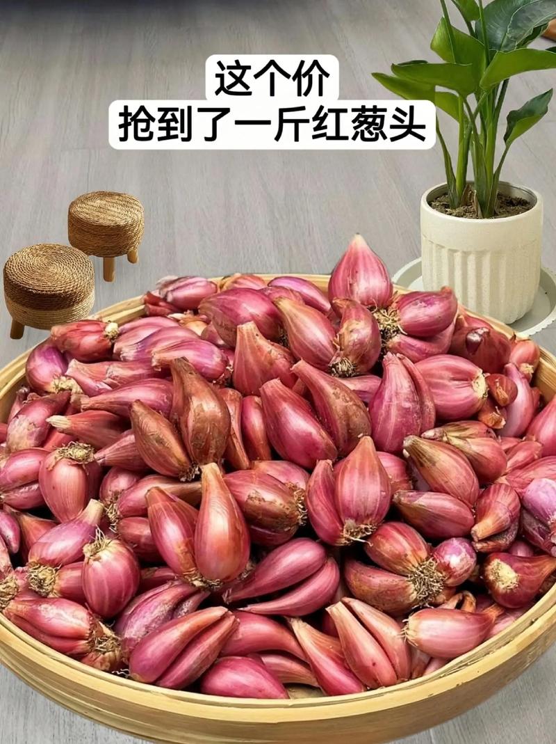 东北栽红葱方法_东北蔬菜种植小技巧简单视频 东北栽红葱方法_东北蔬菜种植小技巧简单视频 花朵知识
