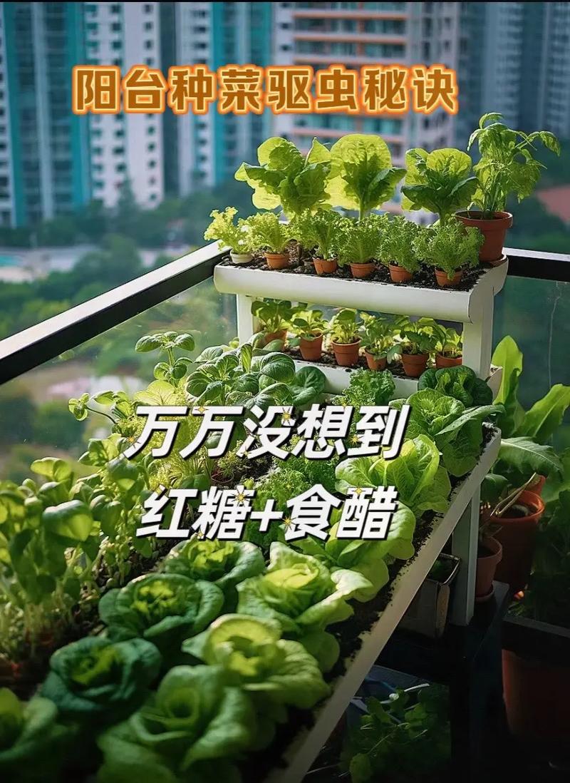 阳台种菜怎么杀虫比较安全_番茄怎么除虫家庭种植视频 阳台种菜怎么杀虫比较安全_番茄怎么除虫家庭种植视频 植物种类