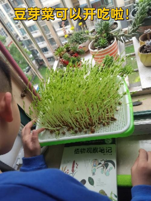 绿色豆芽种植方法_三月蔬菜种植技巧视频教程 绿色豆芽种植方法_三月蔬菜种植技巧视频教程 种植技巧