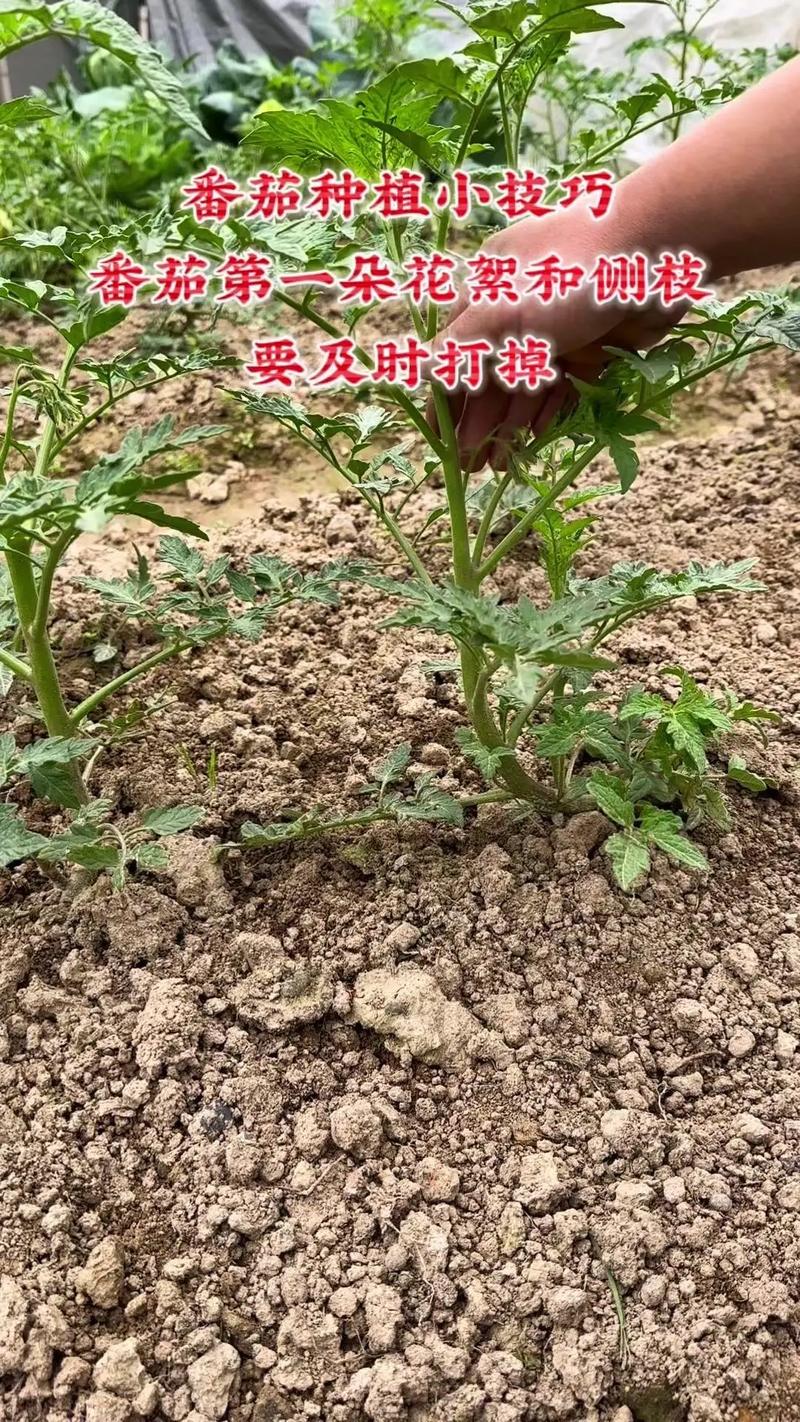怎么种植盆栽西红柿_番茄花怎么培育种植方法 怎么种植盆栽西红柿_番茄花怎么培育种植方法 植物种类