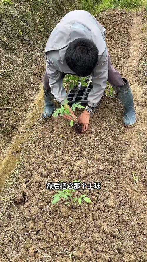 露地番茄起垄种植方法_袋装土种番茄怎么种植视频 露地番茄起垄种植方法_袋装土种番茄怎么种植视频 植物种类