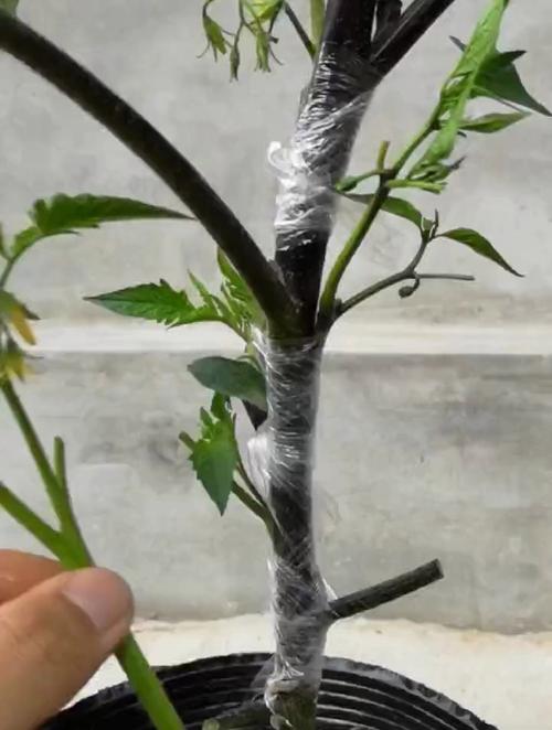 给番茄嫁接的过程_嫁接小番茄怎么种植视频 给番茄嫁接的过程_嫁接小番茄怎么种植视频 植物种类