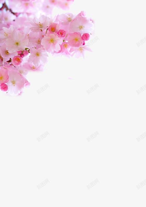 樱花网站平面设计,美学与适用性的完美融合 樱花网站平面设计,美学与适用性的完美融合 种植技巧