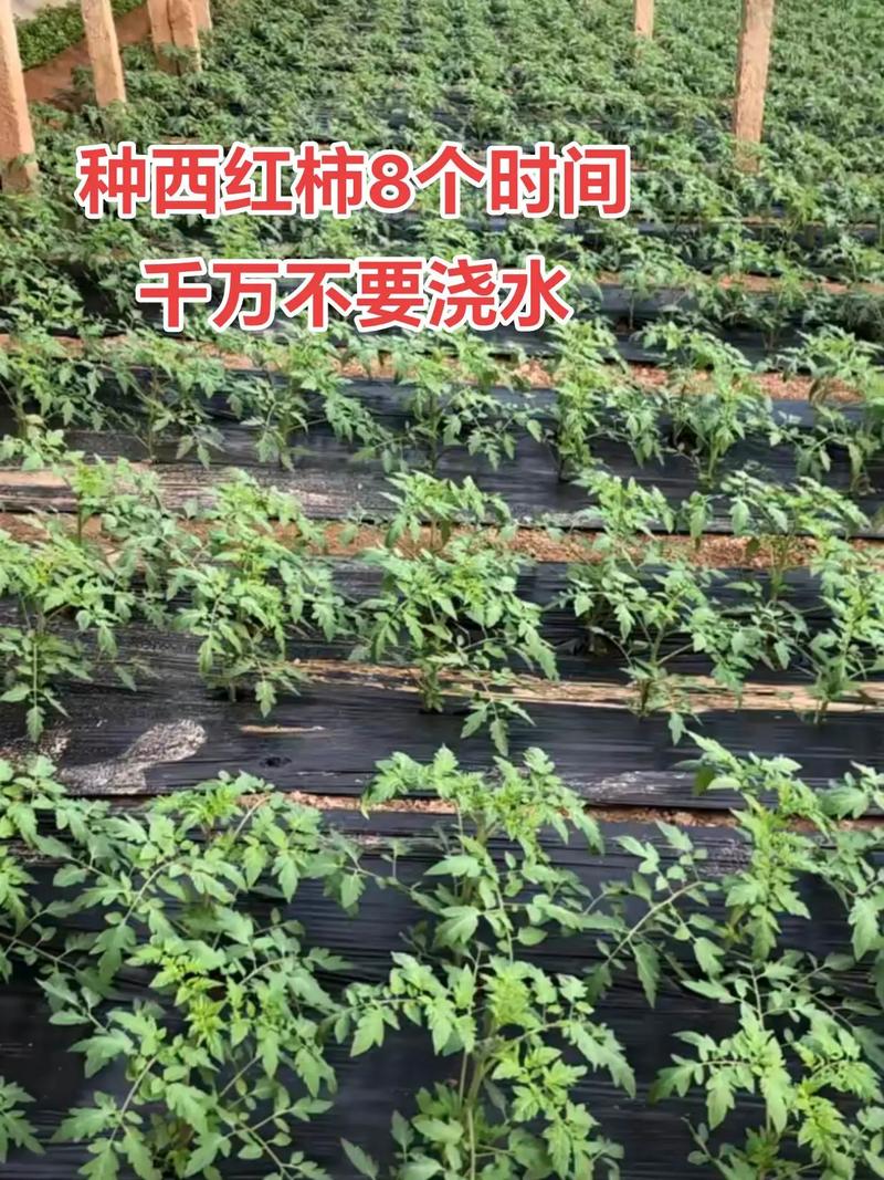 西红柿管理方法和过程_番茄种植过程怎么管理好 种植技巧 西红柿管理方法和过程_番茄种植过程怎么管理好 西红柿管理方法和过程_番茄种植过程怎么管理好 种植技巧