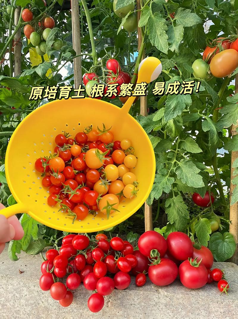 番茄定植后怎么处理生根快_拿到番茄菜苗怎么种植呢视频 番茄定植后怎么处理生根快_拿到番茄菜苗怎么种植呢视频 种植技巧