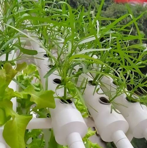 瀑布番茄种植方法全过程_瀑布番茄秧苗怎么种植的视频 瀑布番茄种植方法全过程_瀑布番茄秧苗怎么种植的视频 土壤施肥