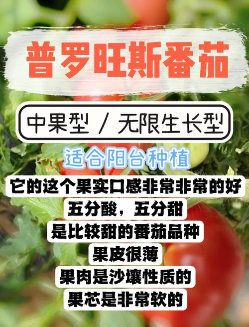 普罗旺斯西红柿室外种植技术_进口露地番茄苗怎么种植视频 普罗旺斯西红柿室外种植技术_进口露地番茄苗怎么种植视频 植物种类