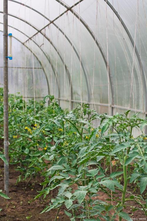 大棚番茄种植技术_番茄种植大棚怎么施肥视频 大棚番茄种植技术_番茄种植大棚怎么施肥视频 番茄种植技巧