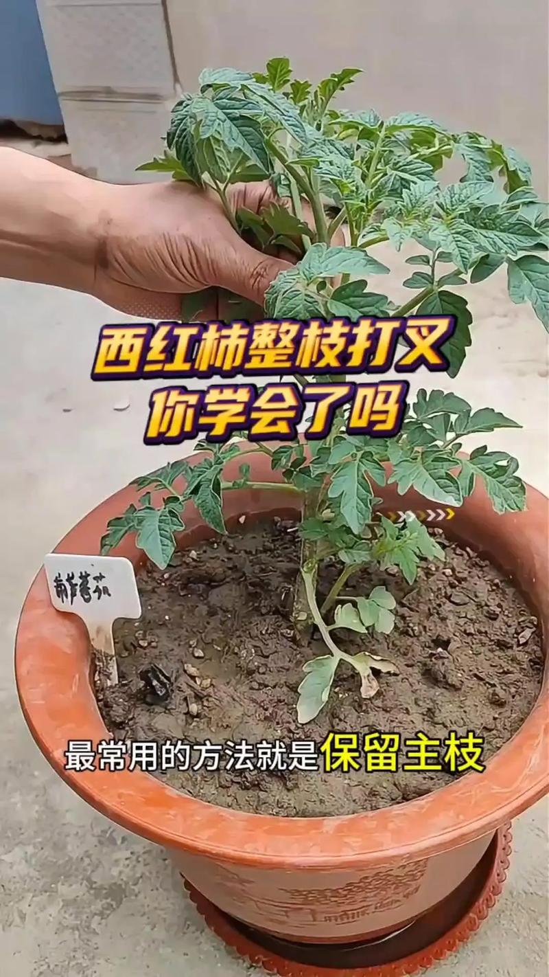 小番茄如何整枝打叉_小番茄拆枝怎么种植视频 小番茄如何整枝打叉_小番茄拆枝怎么种植视频 植物种类