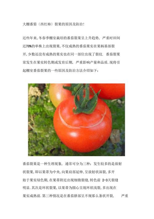 番茄裂果最佳防治方法_番茄怎么种植不裂果呢 番茄裂果最佳防治方法_番茄怎么种植不裂果呢 农业常识