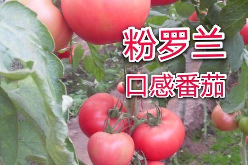 比较经典的科幻电影有哪些_罗兰番茄种子怎么种植视频 比较经典的科幻电影有哪些_罗兰番茄种子怎么种植视频 花朵知识