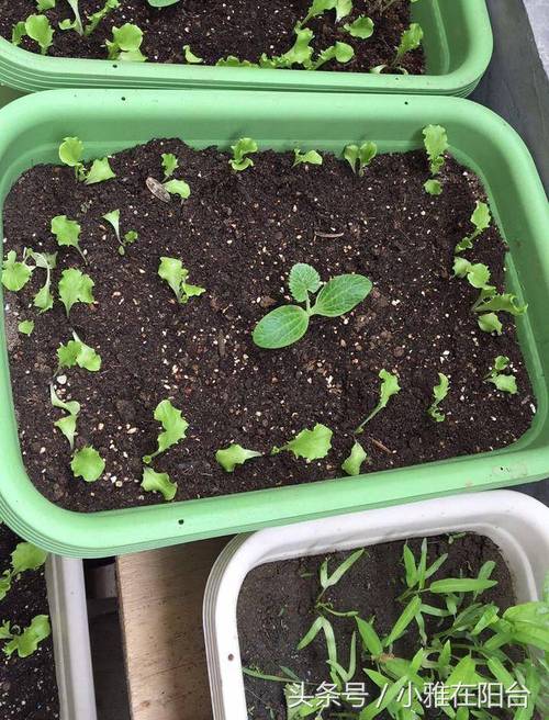 种植蔬菜，如何定植才能让其缓苗快、病害少_蔬菜种植小技巧家居图片大全 种植蔬菜，如何定植才能让其缓苗快、病害少_蔬菜种植小技巧家居图片大全 植物种类