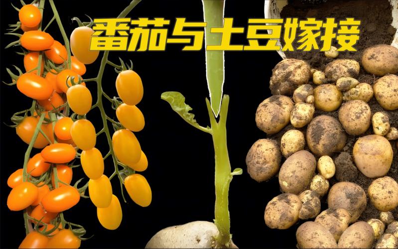 你见过土豆开的花吗_多美番茄种子怎么种植视频 你见过土豆开的花吗_多美番茄种子怎么种植视频 农业常识