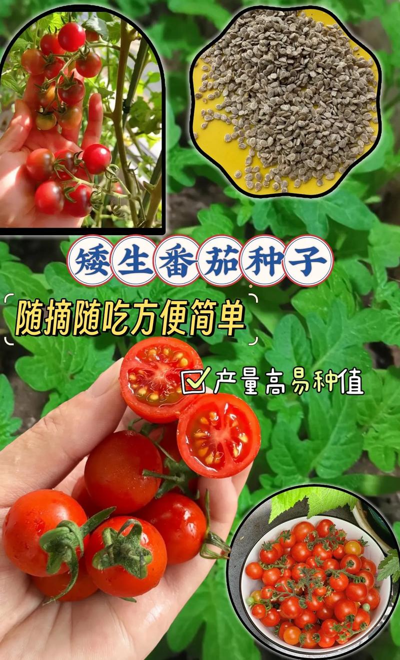 番茄小说推书视频怎么弄_地里怎么种植小番茄视频教程 番茄小说推书视频怎么弄_地里怎么种植小番茄视频教程 番茄病虫害防治